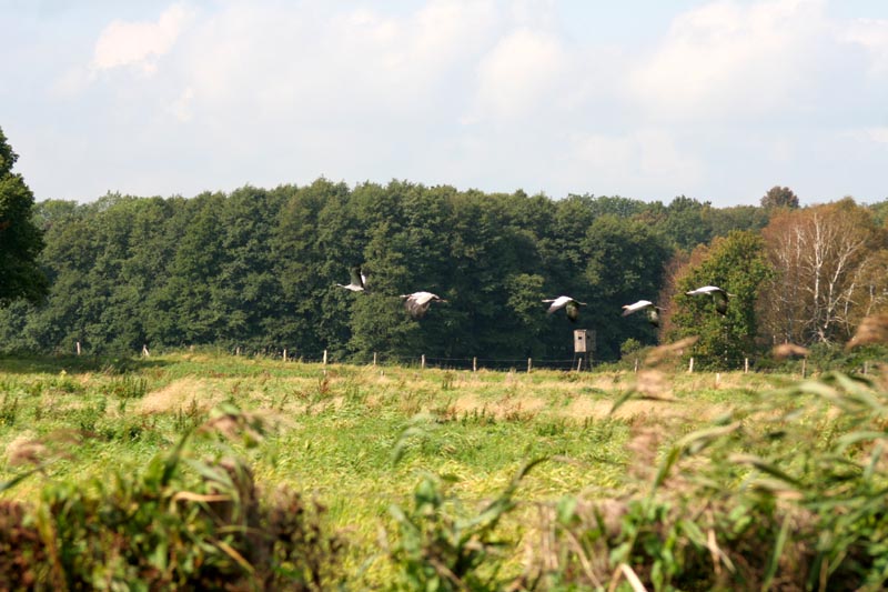 Kraniche in Mecklenburg - Kranich (lat. Grus grus)